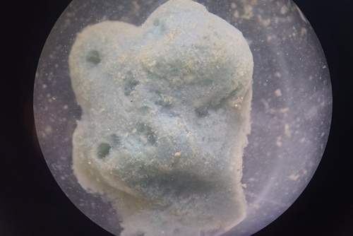 Halichondria cebimarensis