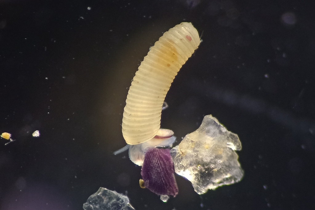 Caecum brasilicum