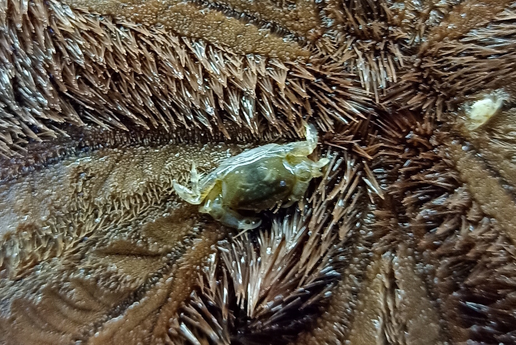 seabiscuit pea crab