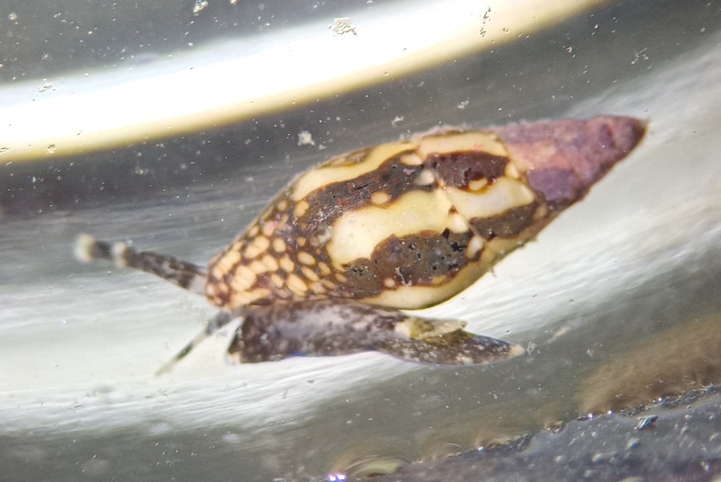 Argus Dovesnail