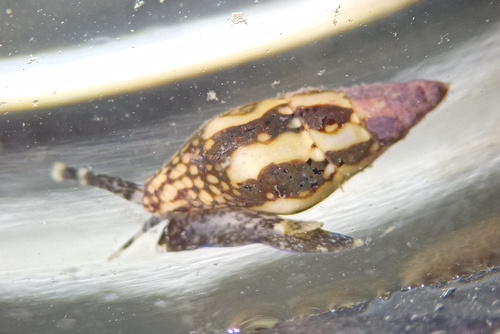 Argus Dovesnail