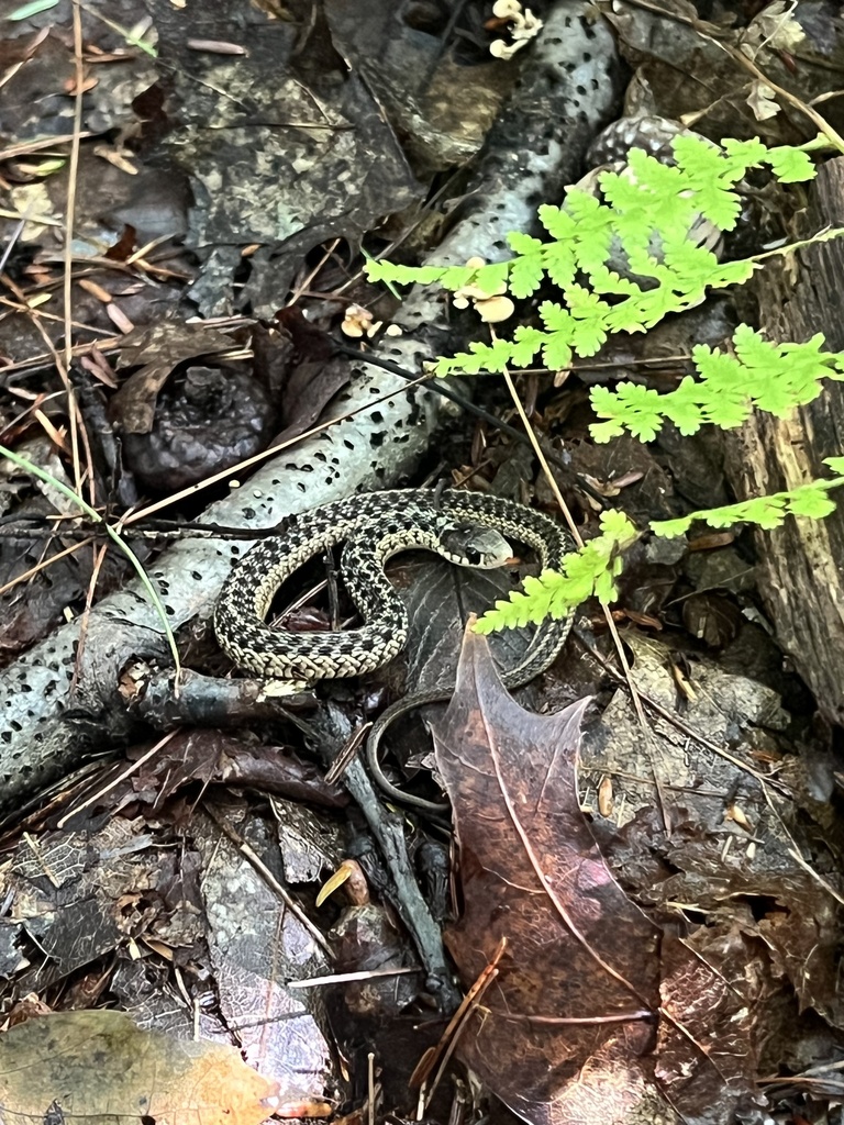 Common Garter Snake