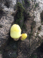 Volvariella bombycina flaviceps