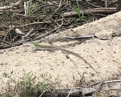 Aspidoscelis laredoensis