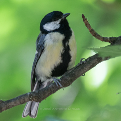 Parus major