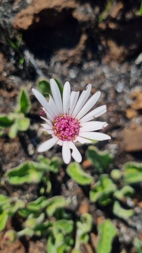 Foto de Margarida-africana