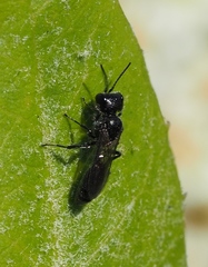 Pemphredonina
