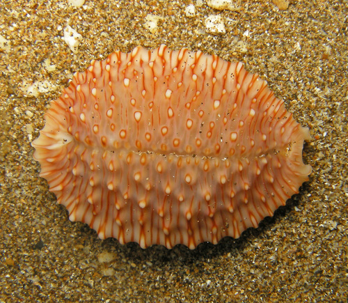 Nucleolaria granulata observed 2013-06-01