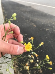 Crepis tectorum