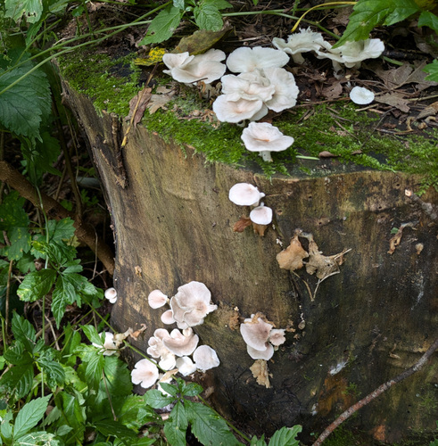 Pleurotus pulmonarius