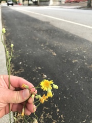 Crepis tectorum