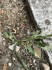 Crepis tectorum