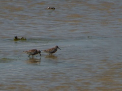 Calidris alpina