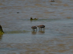 Calidris alpina