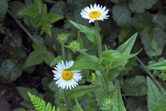 Erigeron aliceae