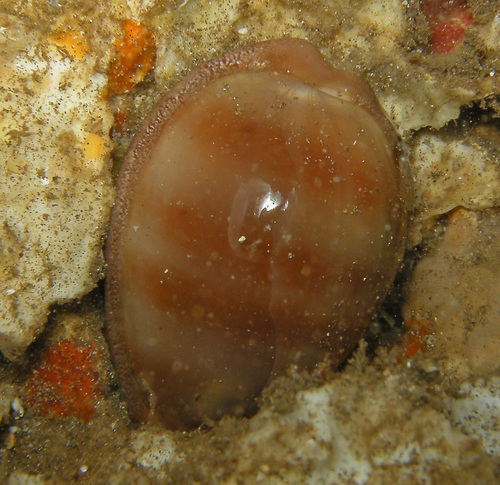 Cypraea sulcidentata observed 2014-12-13