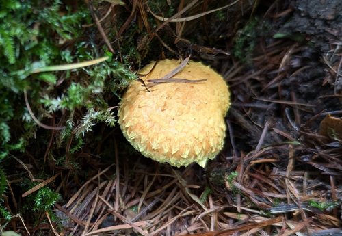 Pholiota flammans