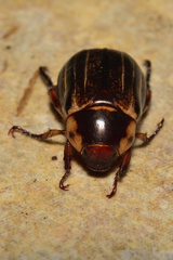 Paranomala inconstans