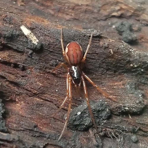 thickjawed orbweavers
