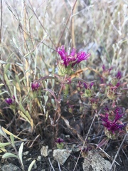 Monardella douglasii