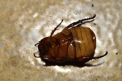 Paranomala inconstans