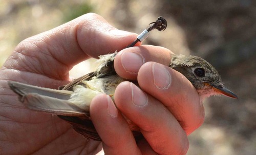 iNaturalist observation photo of Dusky Flycatcher
