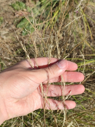 Image of Stipa borysthenica by (c) Igor Balashov, some rights reserved (CC BY)