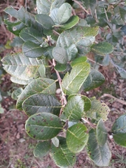 Feijoa sellowiana