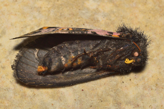 Xanthopastis moctezuma