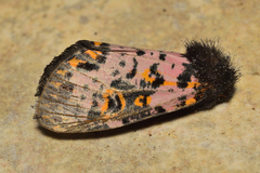 Xanthopastis moctezuma