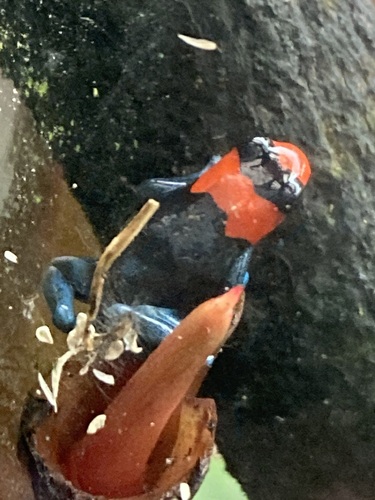 Blessed Poison Frog, Ranitomeya benedicta
