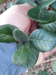 Feijoa sellowiana