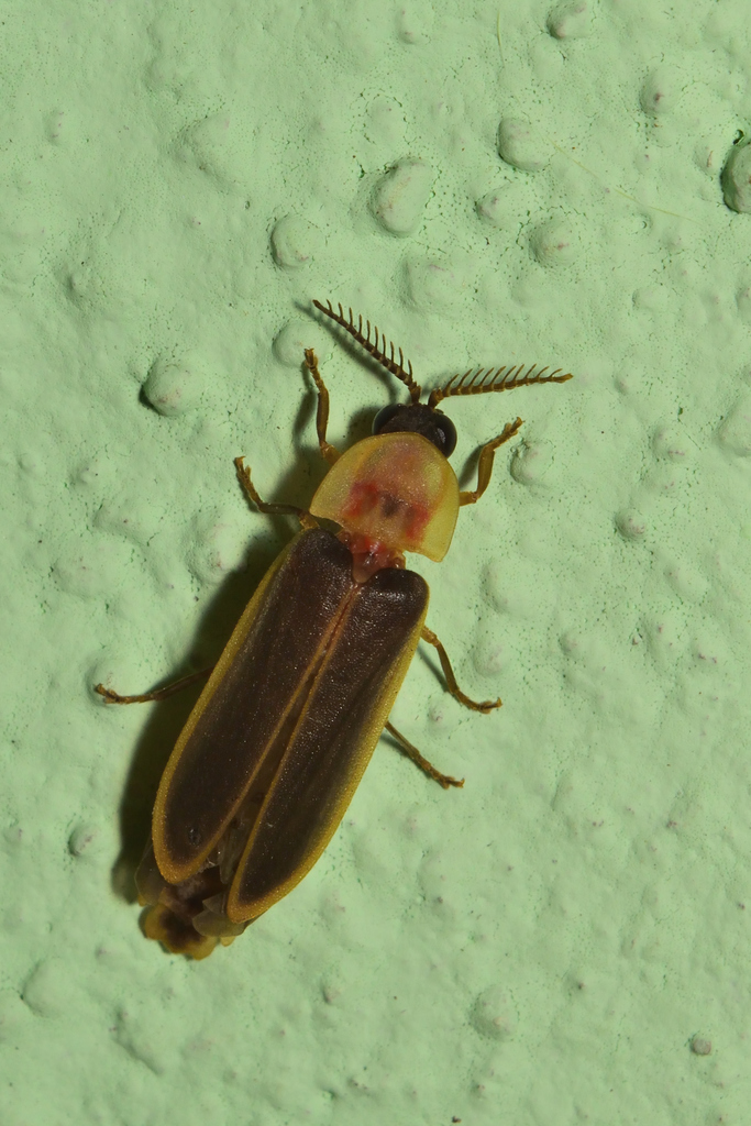 Pleotomus cerinus