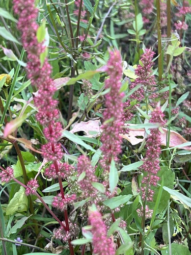 Image of Rumex ucranicus by (c) Алёна Осипова, some rights reserved (CC BY)