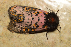 Xanthopastis moctezuma
