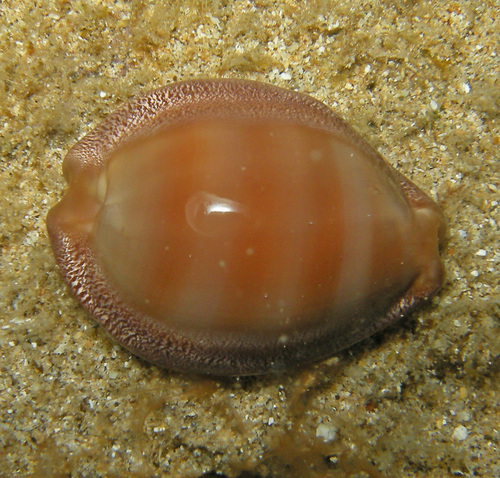Cypraea sulcidentata observed 2015-06-17