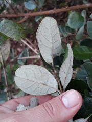 Feijoa sellowiana