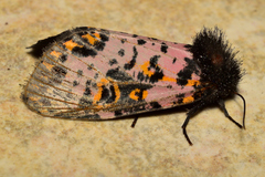 Xanthopastis moctezuma