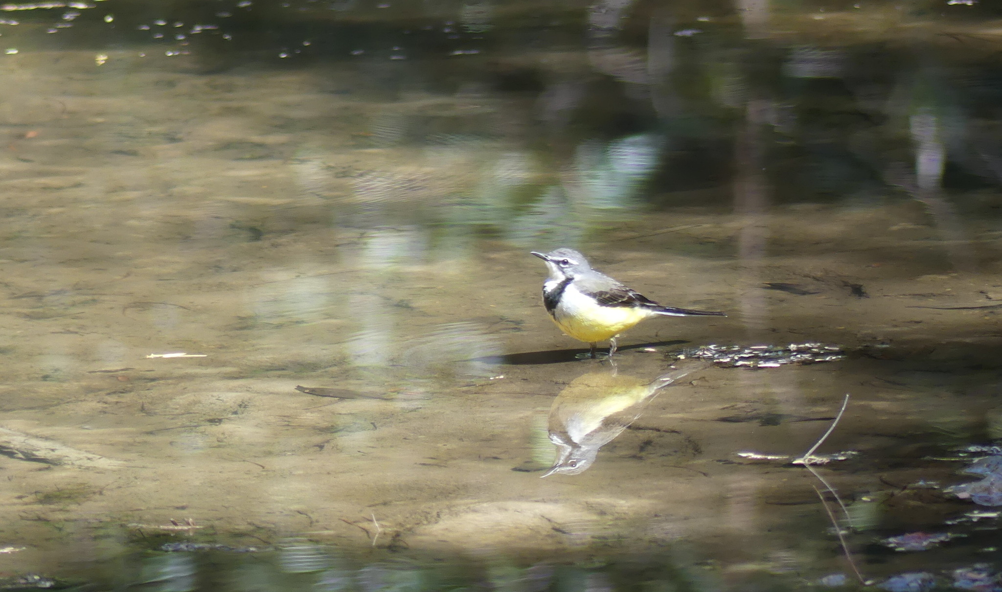 Madagascar Wagtail illustration