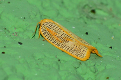 Templemania rhythmogramma