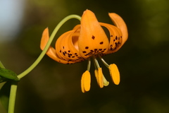 Lilium pardalinum wigginsii