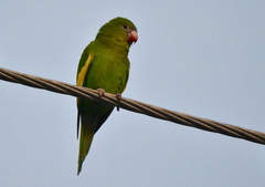 Brotogeris versicolurus