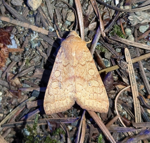 Sunira decipiens