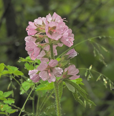 Sidalcea hirtipes