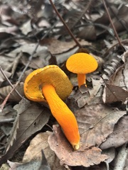 ハナガサイグチ