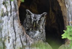 Megascops asio mccallii