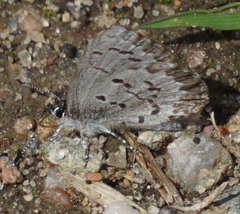 Celastrina lucia