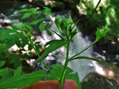Eurybia schreberi