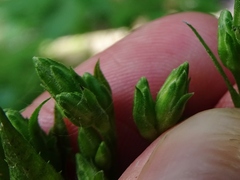 Eurybia schreberi