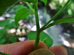 Eurybia schreberi